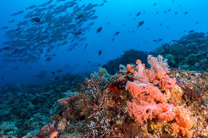 7 Fun Dives in Pemuteran (For Certified Divers) - Exploration in Menjangan Park - Accommodation Options Available