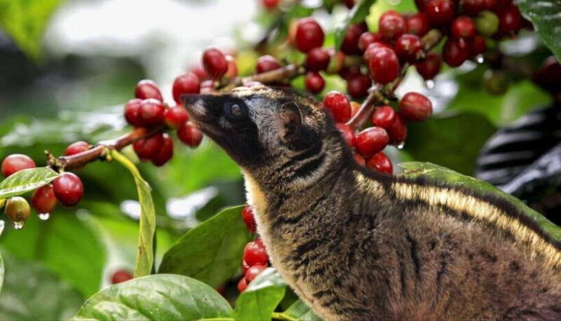 7 Hiden waterfalls and Luwak Coffee Visit - Key Points  