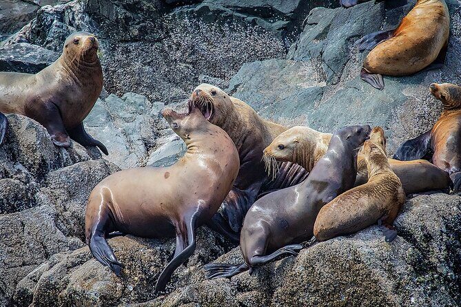 7 Hour Big Animal Encounter - Analyzing the Value