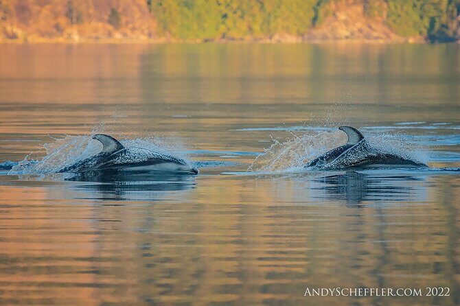 7 Hour Big Animal Encounter - Practical Considerations