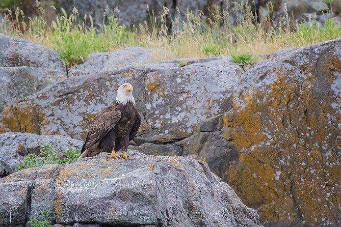 7 Hour Big Animal Encounter - Who This Tour Is Perfect For