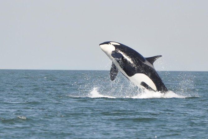 7 Hour Big Animal Encounter - The Sum Up