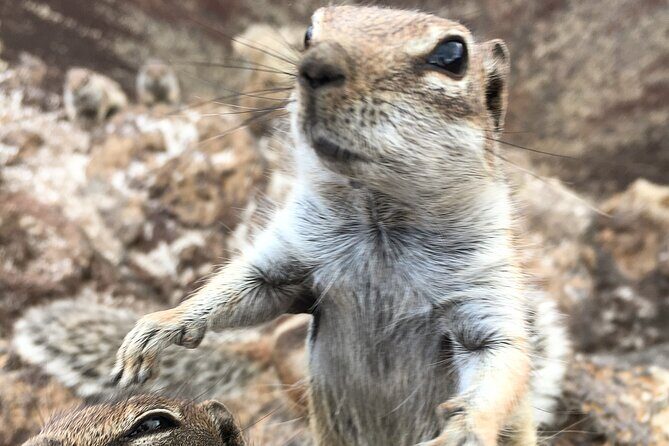 7-Hour Private Tour to the Wonders of Fuerteventura - Is This Tour Worth the Price?