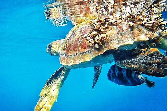 7-Hour Private Tour to the Wonders of Fuerteventura - FAQ