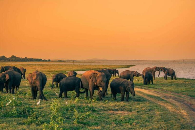 7 night 8 days Tour in Srilanka - FAQ