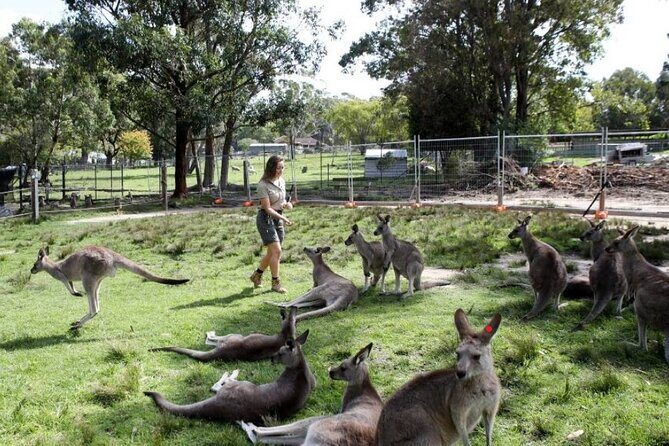 7 Wonders of Sydney South/CBD Luxury Private Tour - What Sets This Tour Apart?