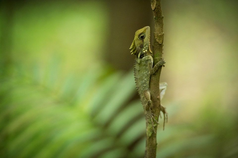 7B - Wildlife Tour & Mossman Gorge - Frequently Asked Questions