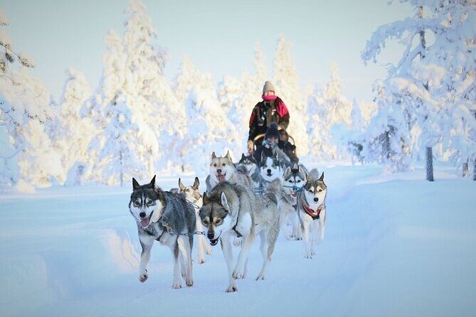 8-10km Husky Ride in the Taiga and Visit other farm animals - Introduction