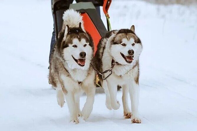 8-10km Husky Ride in the Taiga and Visit other farm animals - Key Points