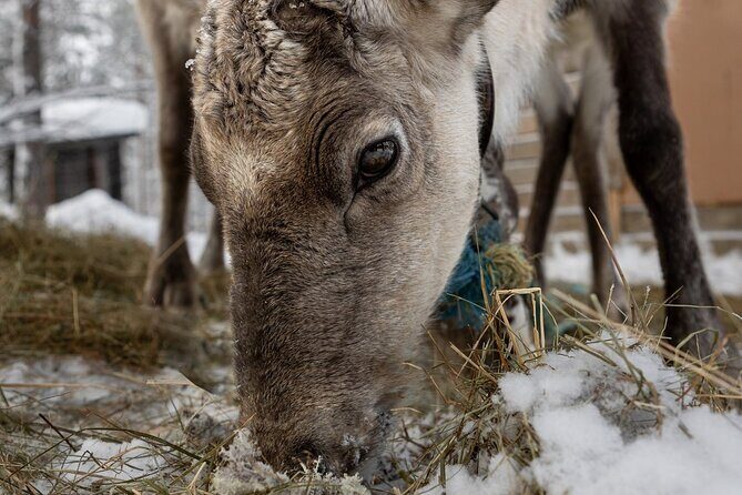 8-10km Husky Ride in the Taiga and Visit other farm animals - Practical Details