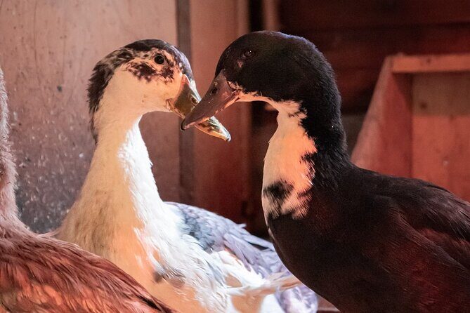 8-10km Husky Ride in the Taiga and Visit other farm animals - Who Will Enjoy This Tour?