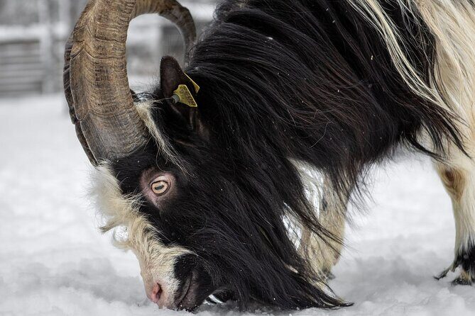 8-10km Husky Ride in the Taiga and Visit other farm animals - The Sum Up