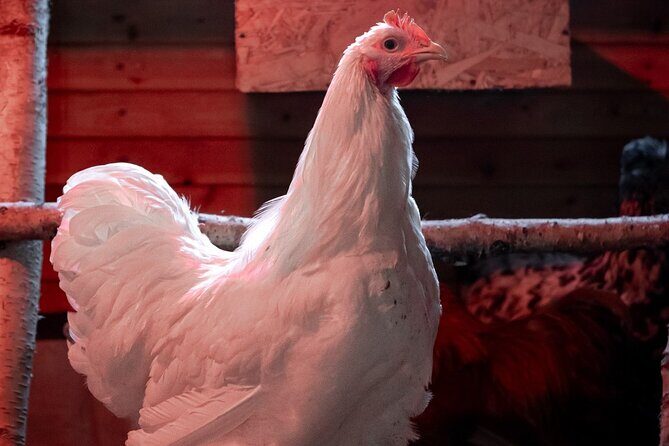 8-10km Husky Ride in the Taiga and Visit other farm animals - FAQ