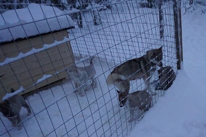 8-10km Husky Ride in the Taiga Forest and visiting the Kennel - Exploring the Husky Ride in Depth