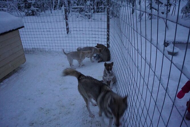 8-10km Husky Ride in the Taiga Forest and visiting the Kennel - Final Thoughts