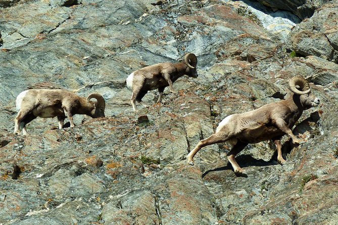 8-Day, Caribou - Best of the Rockies Tour From Vancouver - Luggage Policies and Restrictions