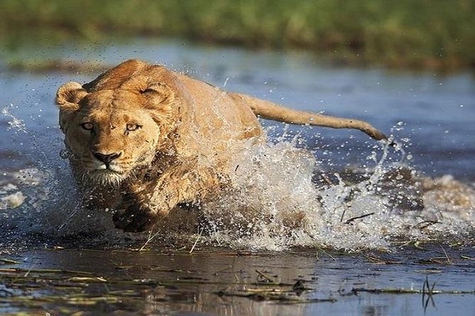 8-Day Chobe and Okavango Delta Tour From Victoria Falls - Good To Know