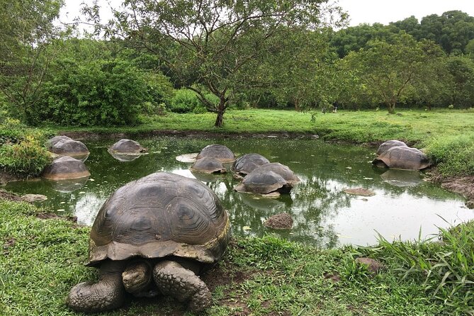 8-Day Galapagos Island Hopping Tour: Isabela, Giant Tortoises, and Snorkeling - Exploring Santa Fe or Pinzon