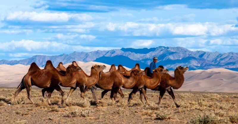 8 DAY GOBI AND CENTRAL MONGOLIA - Good To Know