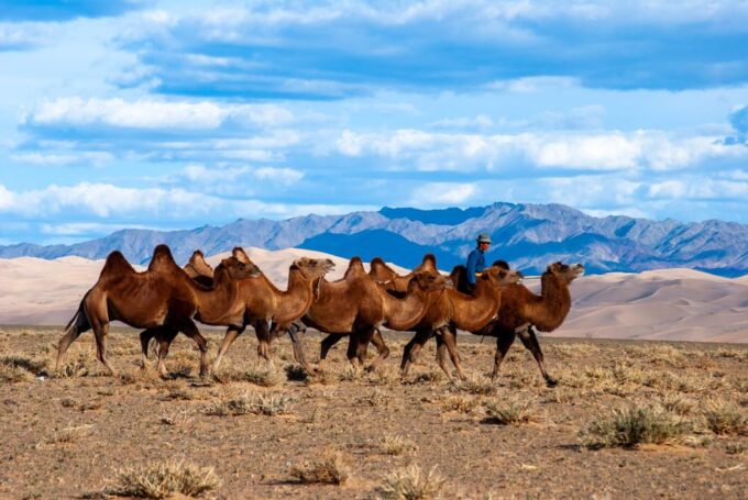 8 DAY GOBI AND CENTRAL MONGOLIA - Khongor Sand Dune