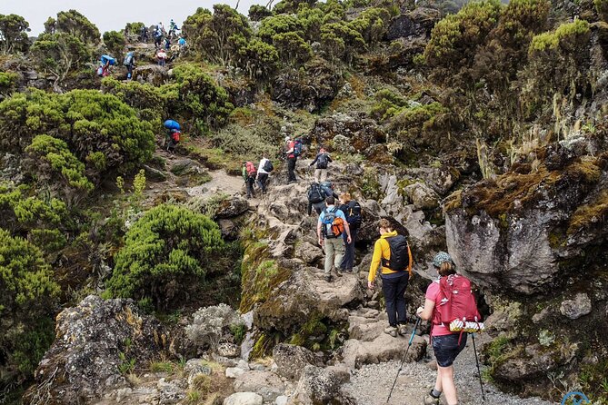 8 Day Mount Kilimanjaro Trekking Lemosho Route - Frequently Asked Questions