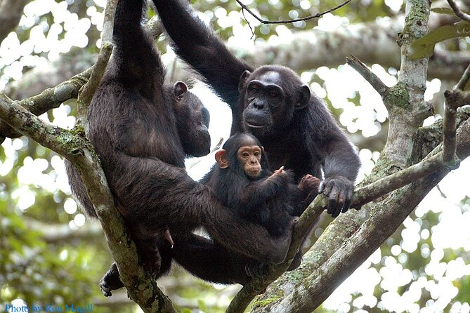8-Day Murchison Falls, Chimp and Epic Gorilla Trekking - Good To Know