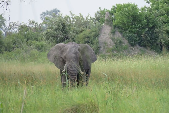 8 Day Okavango Safari - Wilderness Trail (Inner Delta & Moremi) - What to Expect