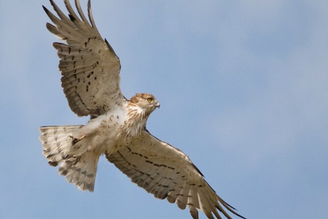 8-Day Private Tour Birds of Alentejo and Sierra Morena - Key Points