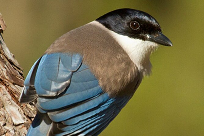 8-Day Private Tour Birds of Alentejo and Sierra Morena - Birding in the Sierra Morena