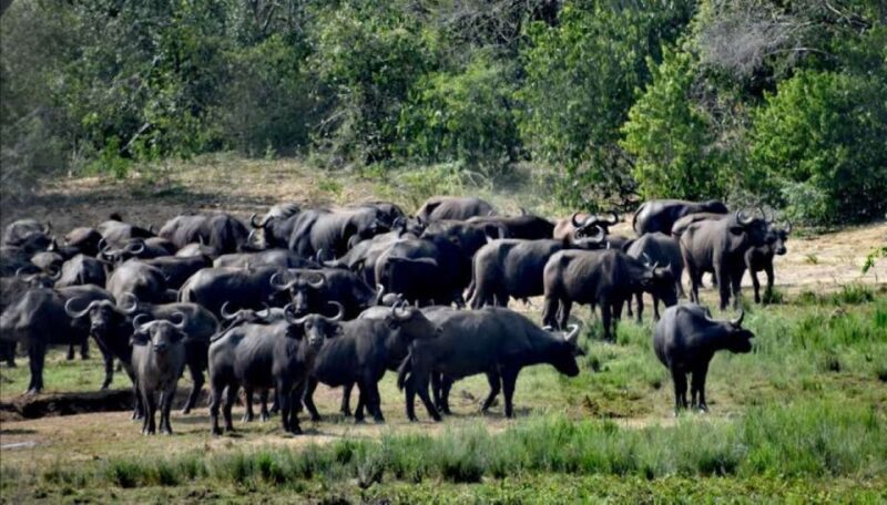 8-Day Source of Nile River, Primates &Game Drive Safari - Good To Know