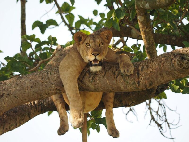 8-Day Source of Nile River, Primates &Game Drive Safari - Accommodation Options