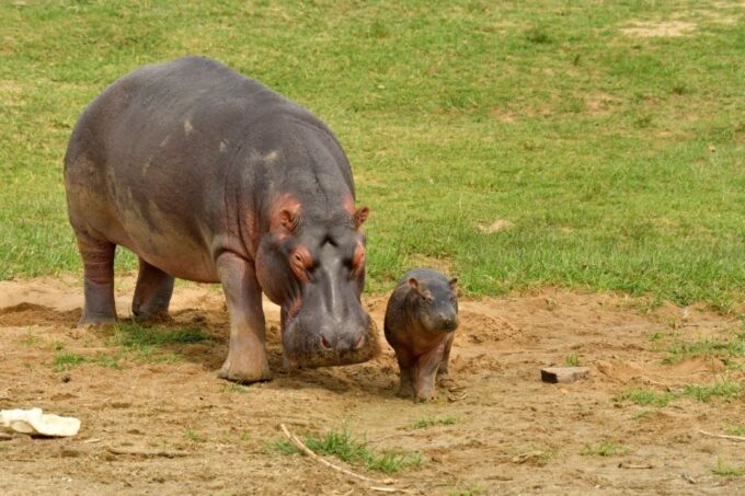 8-Day Source of Nile River, Primates &Game Drive Safari - Adventure Activities