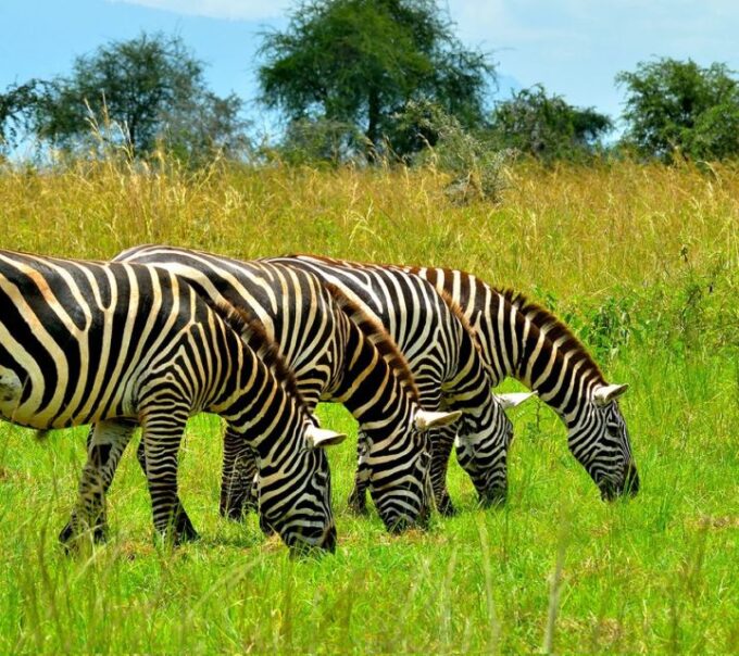 8-Day Source of Nile River, Primates &Game Drive Safari - Booking Information