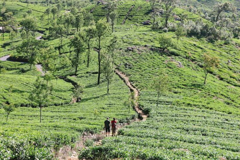 8-Day Sri Lanka Tour: History, nature, culture, wildlife - Introduction: What to Expect from This Sri Lanka Adventure