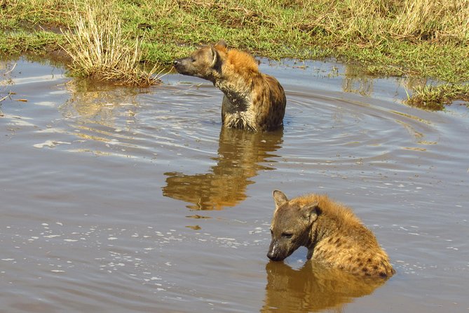 8 Days Amboseli Great Rift Valley Lakes & Masai Mara - Great Rift Valley