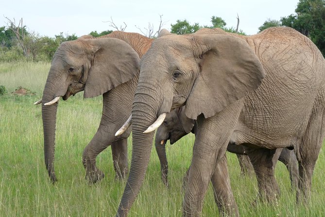 8 Days Amboseli Great Rift Valley Lakes & Masai Mara - Arrival and Departure