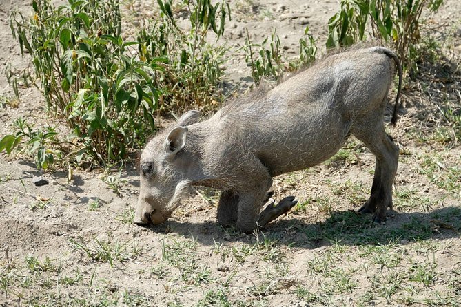 8 Days Amboseli Lake Nakuru Masai Mara Lake Naivasha Safari - Health and Accessibility