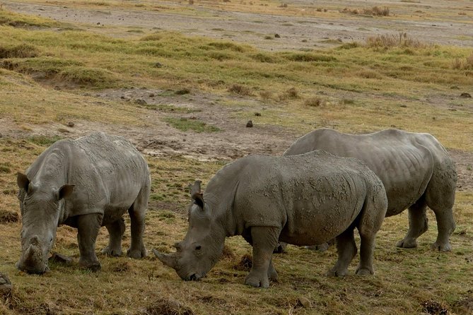 8 Days Amboseli Lake Nakuru Masai Mara Lake Naivasha Safari - Itinerary: Amboseli National Park
