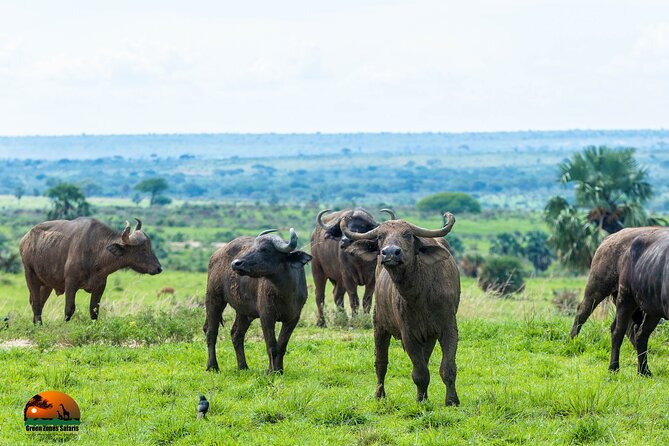 8 Days Gorillas, Primates & Wildlife Safari Uganda Safari - Additional Recommendations
