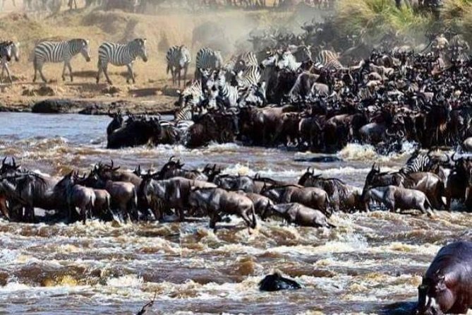 8 Days Great Wildebeest Migration - Mara River Crossing - Wildebeest Migration Experience