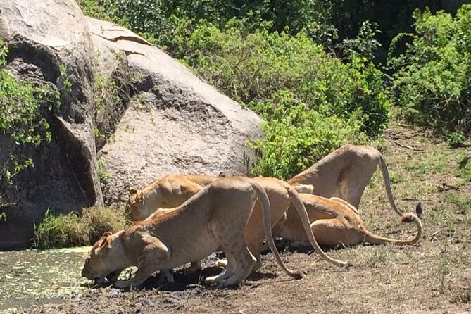 8 Days Green Season Offer - Luxury Serena Safari - Destination Highlights