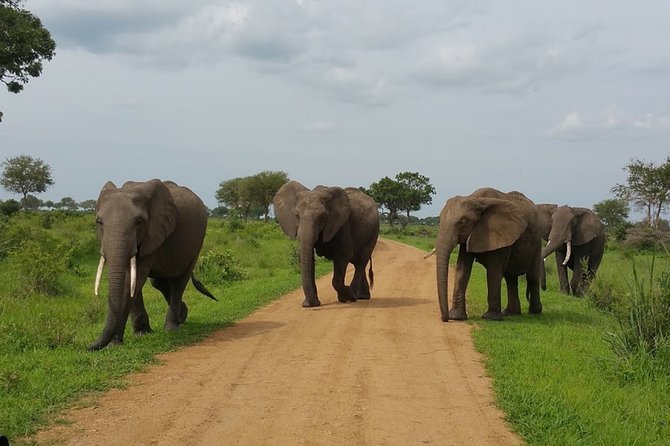 8 Days Safari to Mikumi NP, Ruaha NP and Nyerere NP + Isimila Stone Age Site - Inclusions and Accommodations