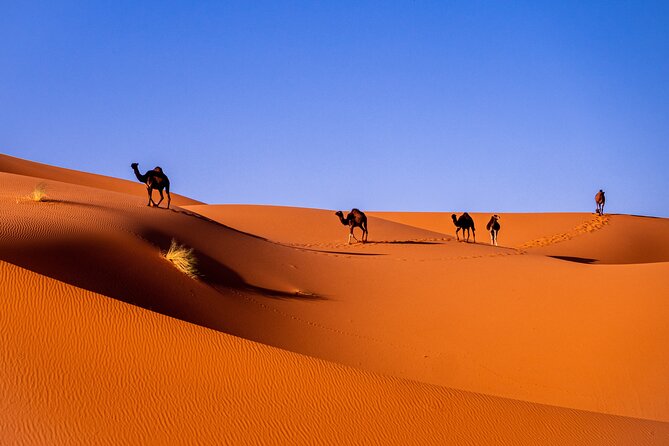 8 Days Sahara Private Tour From Casablanca to Marrakech - Key Points