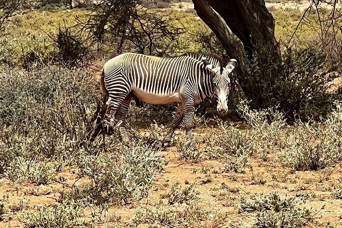 8 Days: Tsavo East National Park Amboseli, Nakuru, Maasai Mara Park - Accessibility and Participation