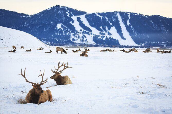 8 Hour Combination Snowshoe & Wildlife Viewing in Grand Teton National Park - The Sum Up