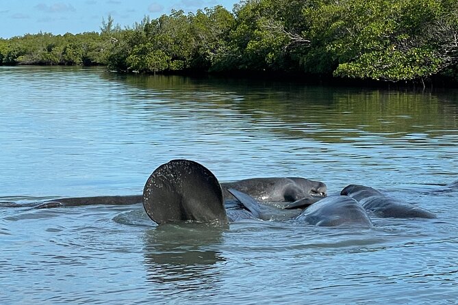 8-Hour Jungle Tour and Lagoon Passage to the Ocean in Fort Pierce - Discovering the Lagoon and the Ocean