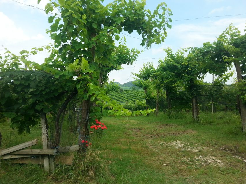 8-Hour Prosecco Wine and Tastings Tour From Venice or Padua - Booking and Reservations