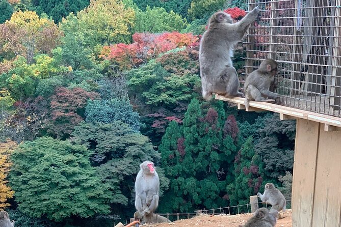 8 Hours Arashiyama Monkey Park Ryoanji and Kinkaku Ji Tour - Health and Accessibility