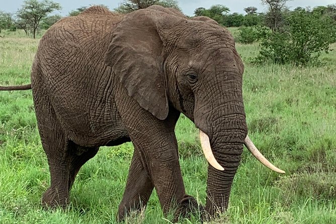 9 Days - Best of Tanzania Safari - Witnessing the Great Migration