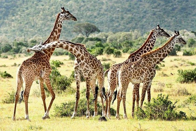 9-Days Discover Kenya Private Safari - Pricing Options